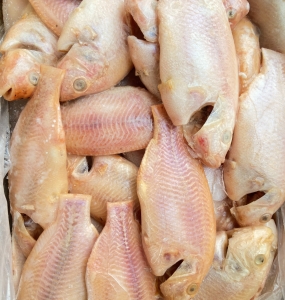 Cá đông lạnh giá sỉ cho các công ty chế biến thực phẩm - Nam Sang Foods